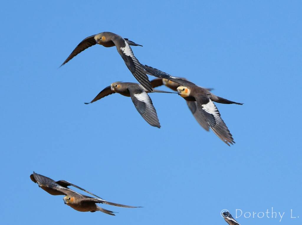 Cockatiels (Nymphicus hollandicus) in flight, Kunoth Bore, NT