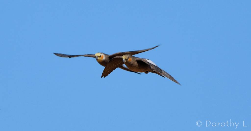 Cockatiels (Nymphicus hollandicus) in flight, Kunoth Bore, NT