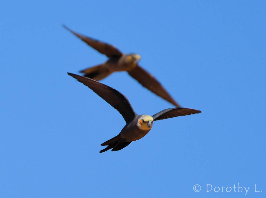 Cockatiels (Nymphicus hollandicus) in flight, Kunoth Bore, NT