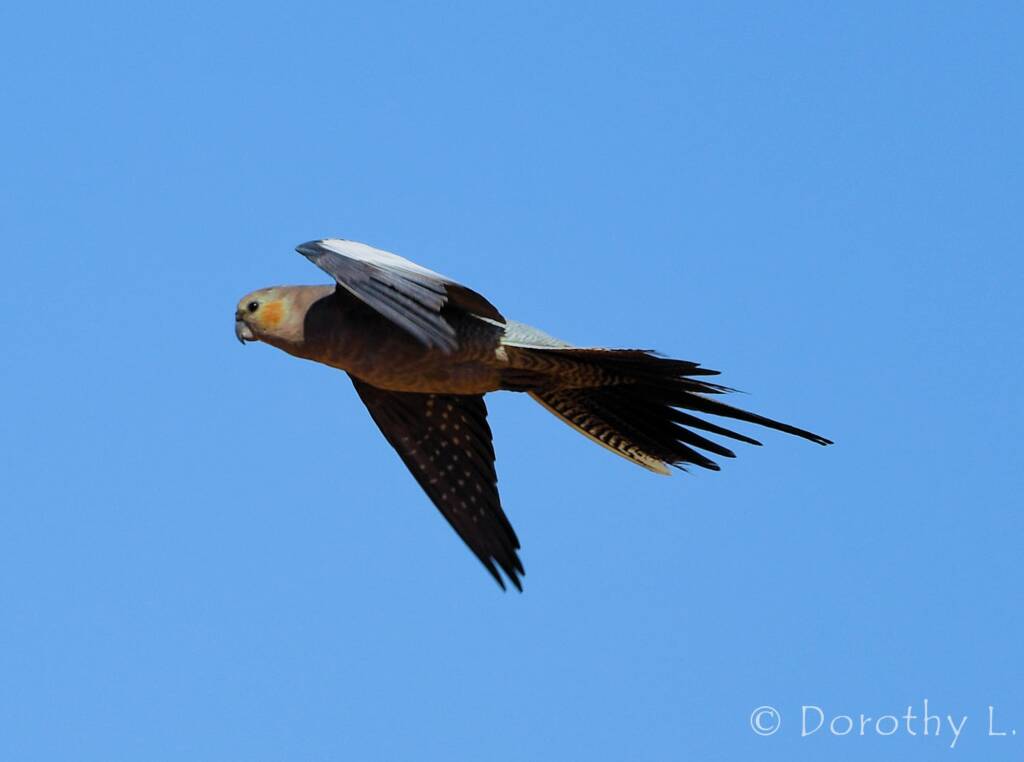 Cockatiel (Nymphicus hollandicus) in flight, Kunoth Bore, NT
