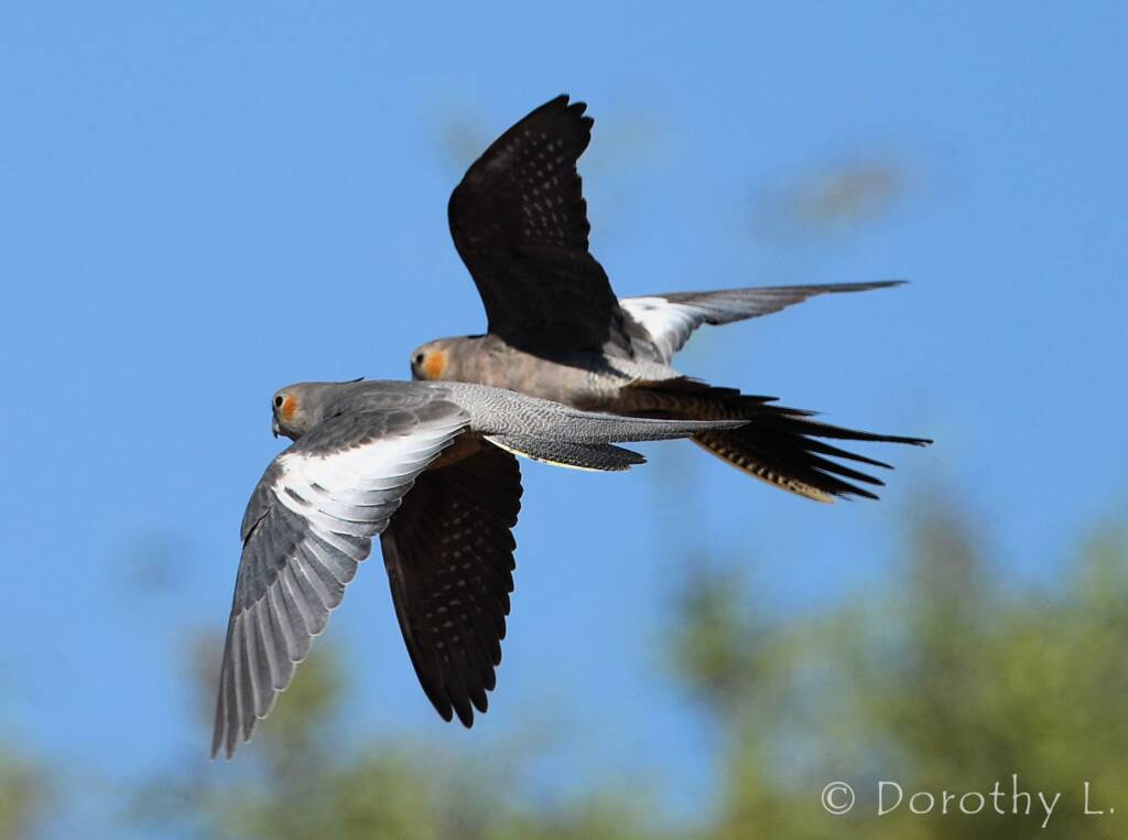 Cockatiels (Nymphicus hollandicus) in flight, Kunoth Bore, NT