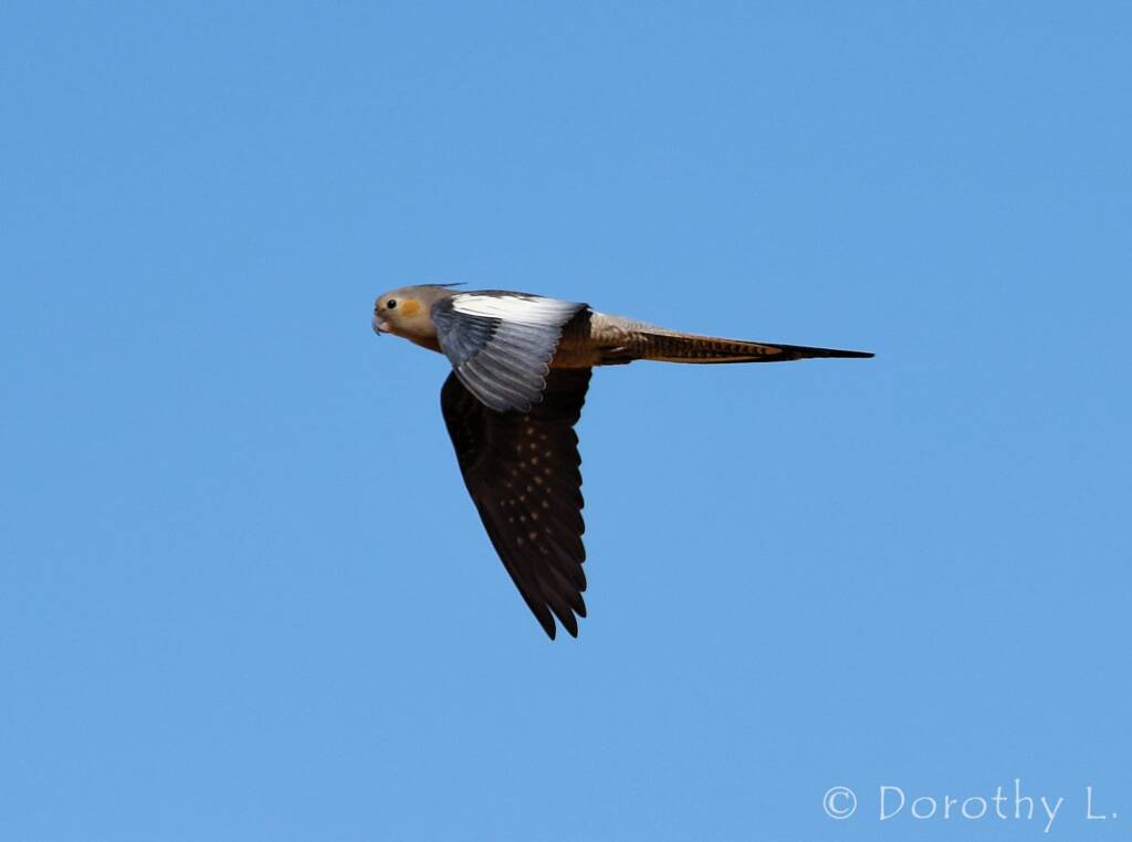 Cockatiel (Nymphicus hollandicus) in flight, Kunoth Bore, NT