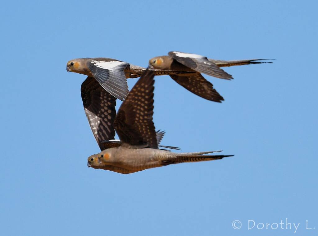 Cockatiels (Nymphicus hollandicus) in flight, Kunoth Bore, NT