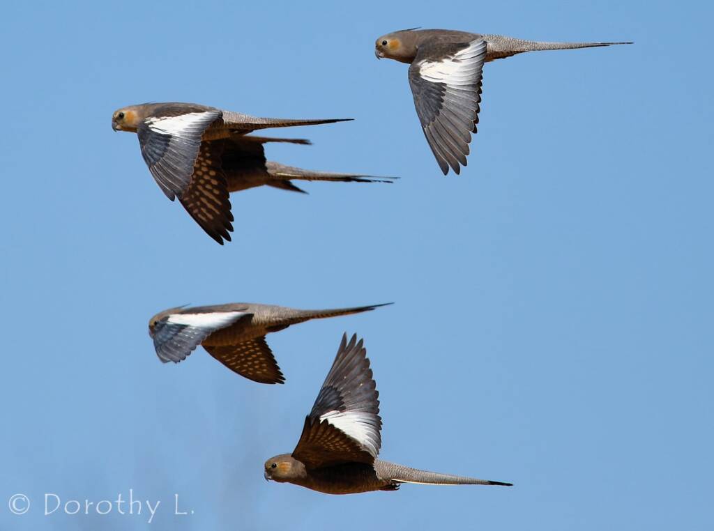 Cockatiels (Nymphicus hollandicus) in flight, Kunoth Bore, NT