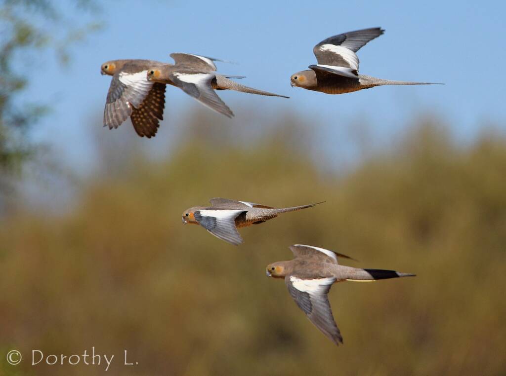 Cockatiels (Nymphicus hollandicus) in flight, Kunoth Bore, NT