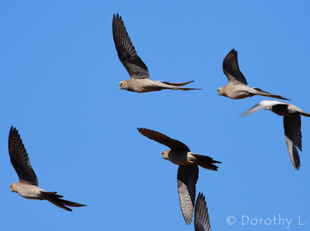 Cockatiels (Nymphicus hollandicus) in flight, Kunoth Bore, NT