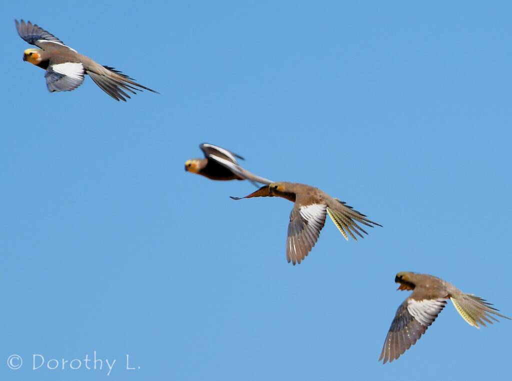 Cockatiels (Nymphicus hollandicus) in flight, Kunoth Bore, NT