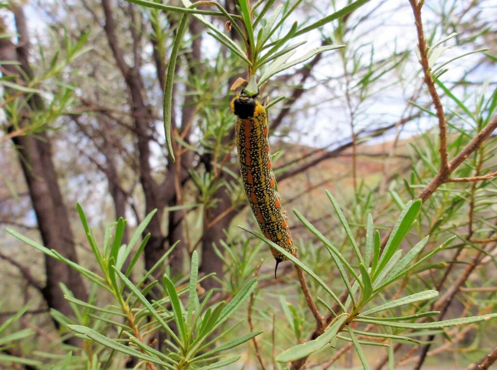 Sandal-box Hawk Moth (Coenotes eremophilae)