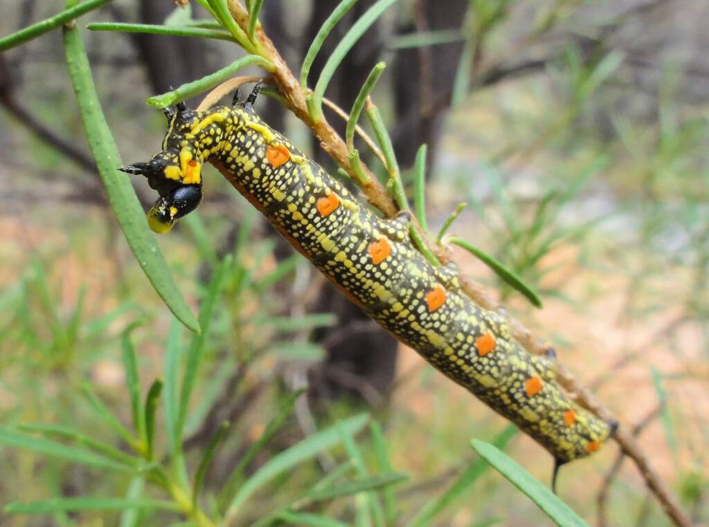 Sandal-box Hawk Moth (Coenotes eremophilae)