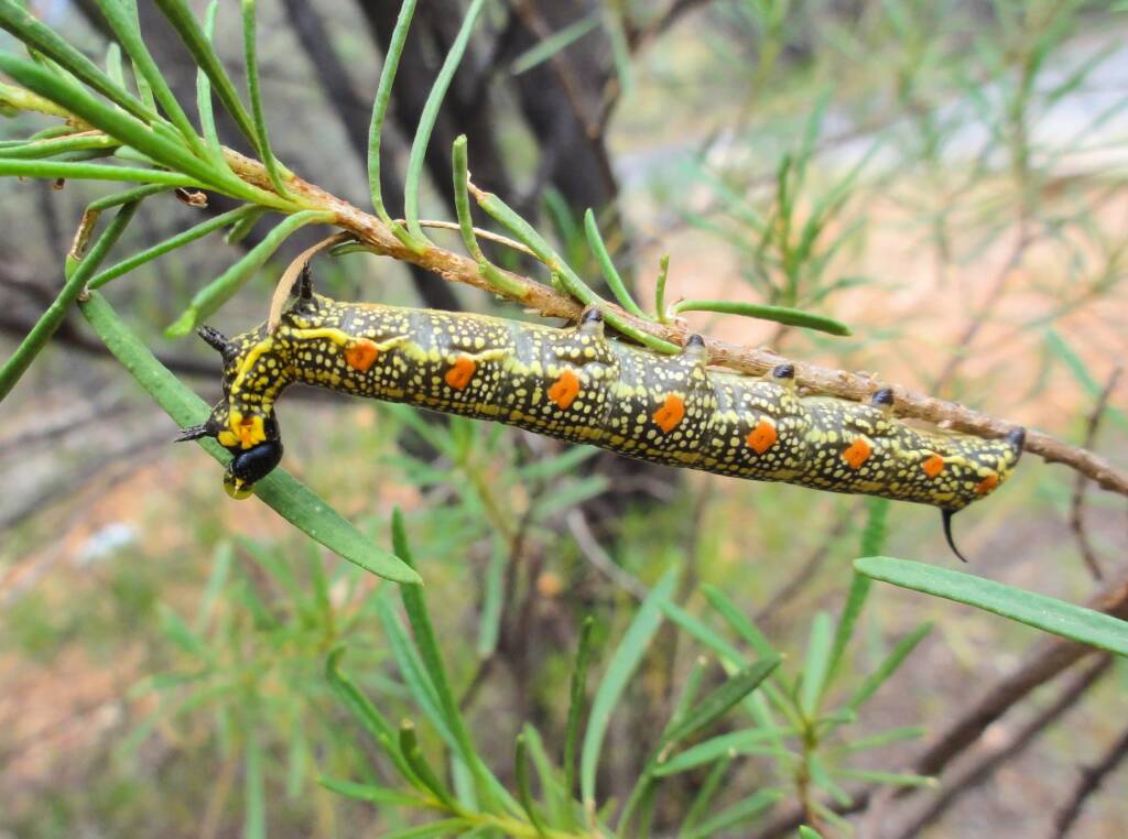 Sandal-box Hawk Moth (Coenotes eremophilae)