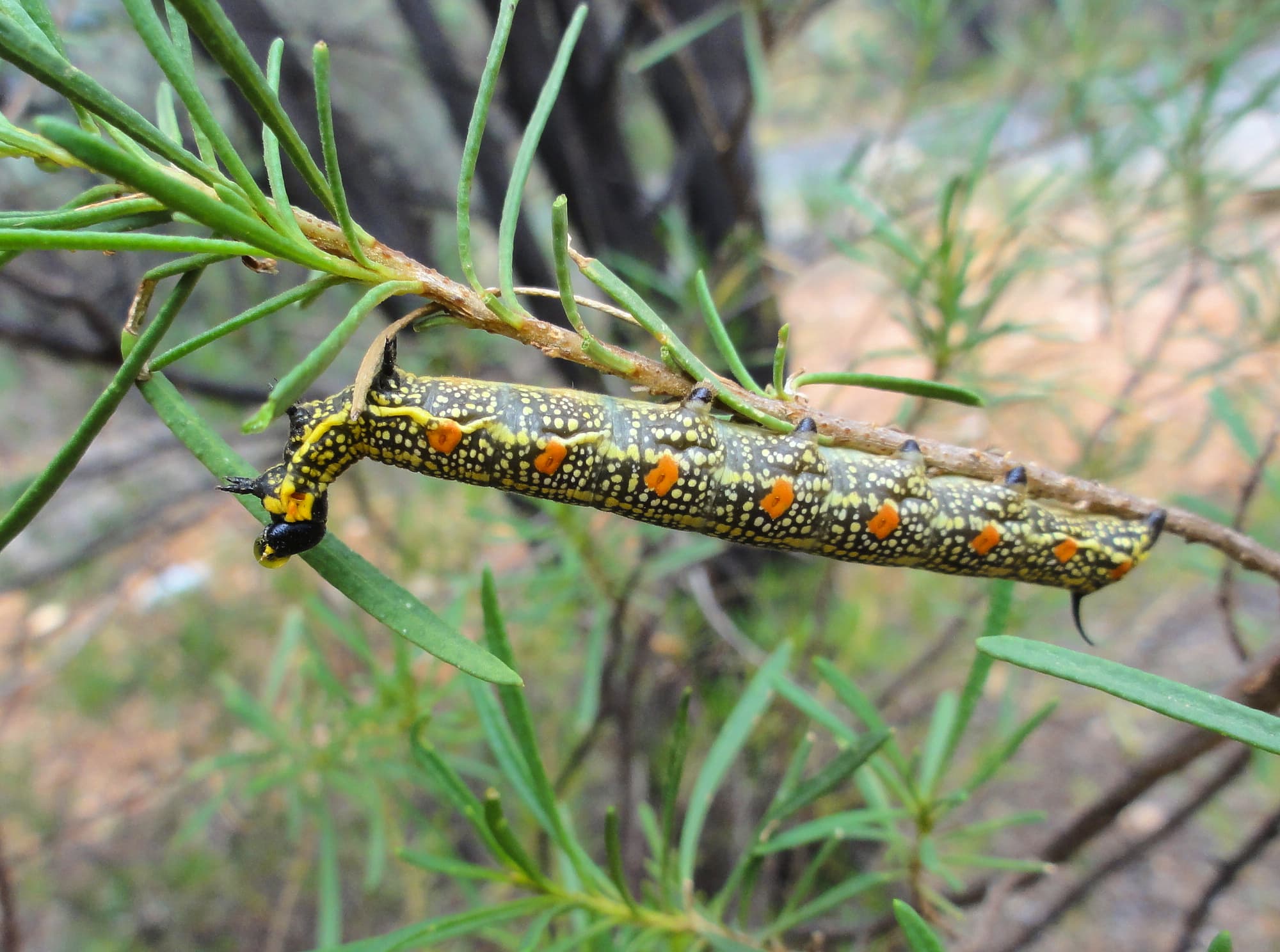 Sandal-box Hawk Moth (Coenotes eremophilae)