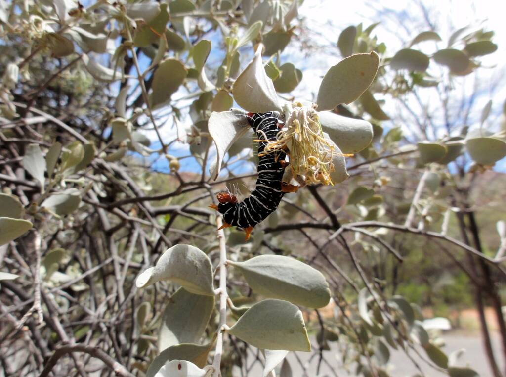 Comocrus behri - caterpillar of the Day Flying Moth, Ormiston Gorge, NT