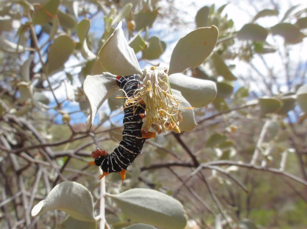 Comocrus behri - caterpillar of the Day Flying Moth, Ormiston Gorge, NT