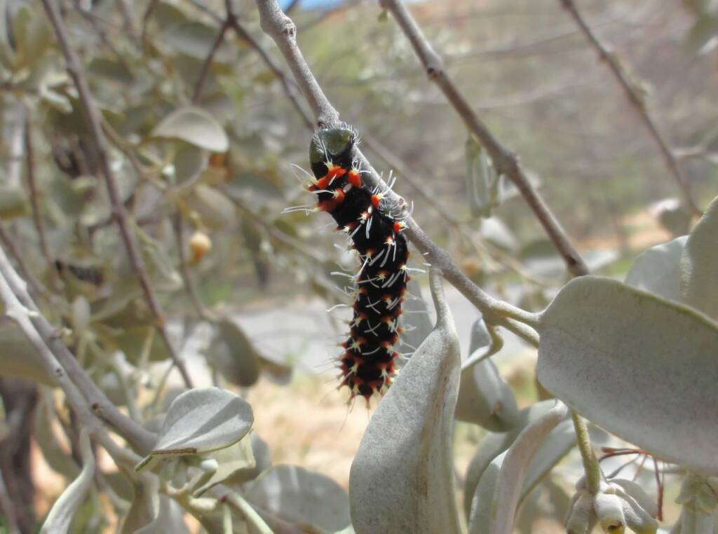 Comocrus behri - caterpillar of the Day Flying Moth, Ormiston Gorge, NT