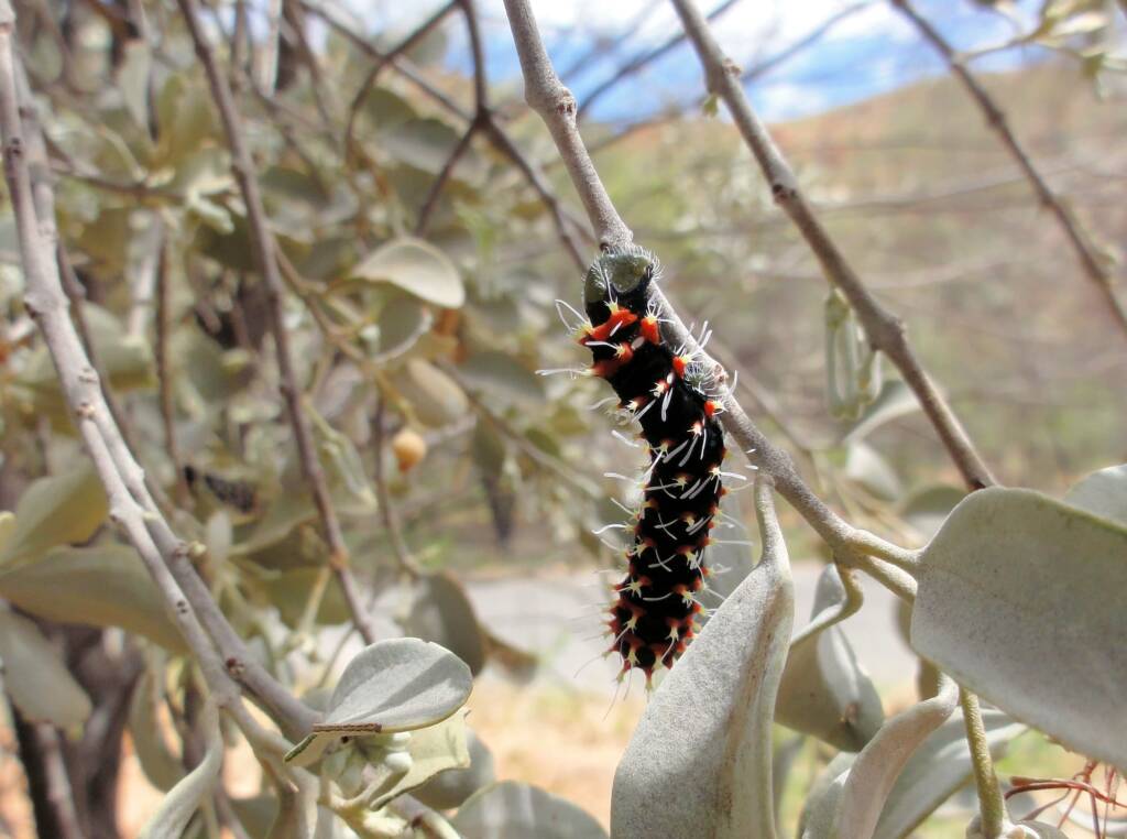 Comocrus behri - caterpillar of the Day Flying Moth, Ormiston Gorge, NT