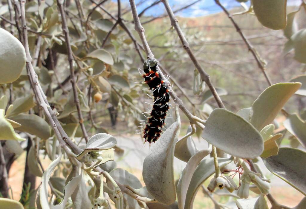 Comocrus behri - caterpillar of the Day Flying Moth, Ormiston Gorge, NT