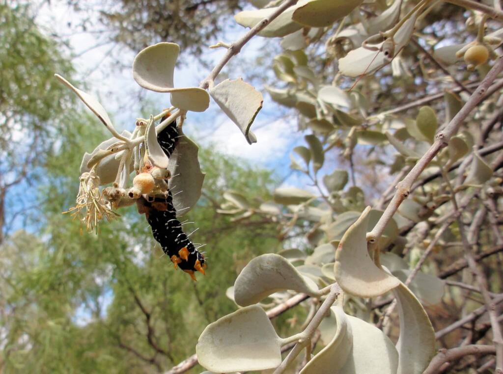 Comocrus behri - caterpillar of the Day Flying Moth, Ormiston Gorge, NT