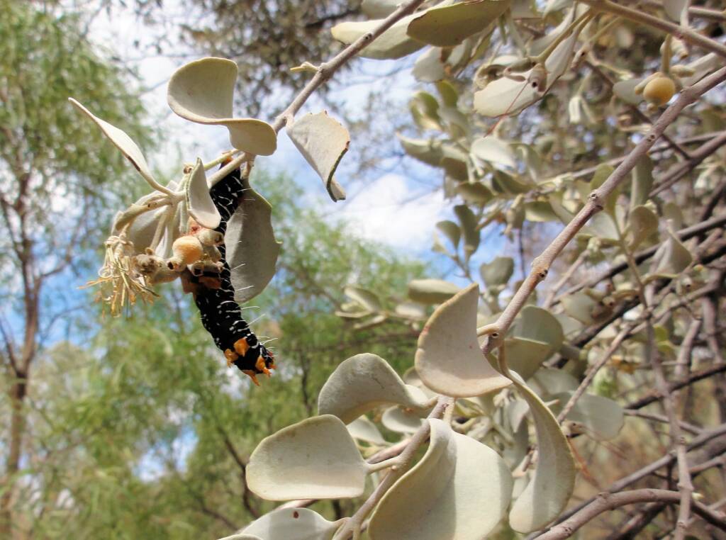Comocrus behri - caterpillar of the Day Flying Moth, Ormiston Gorge, NT