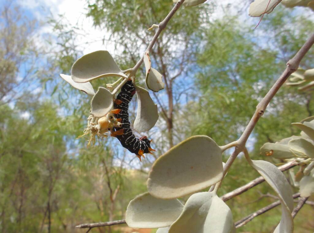 Comocrus behri - caterpillar of the Day Flying Moth, Ormiston Gorge, NT