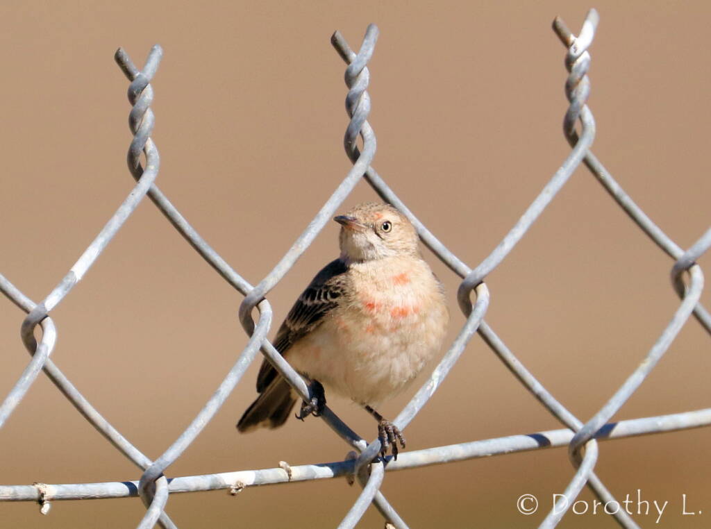 Crimson Chat (Epthianura tricolor)