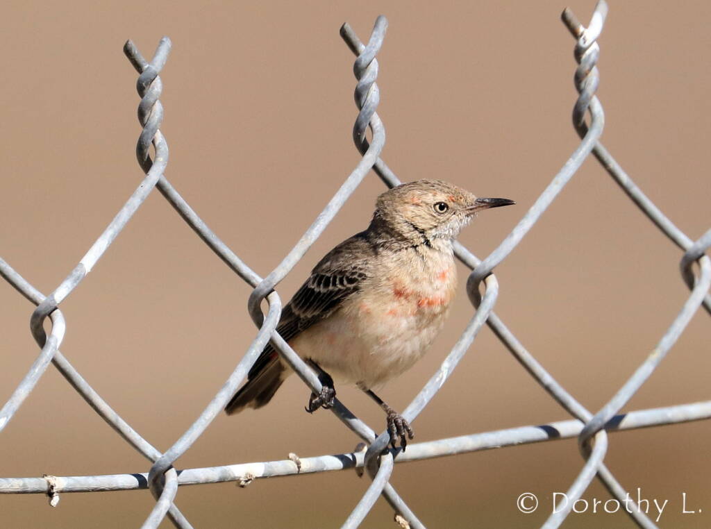 Crimson Chat (Epthianura tricolor)