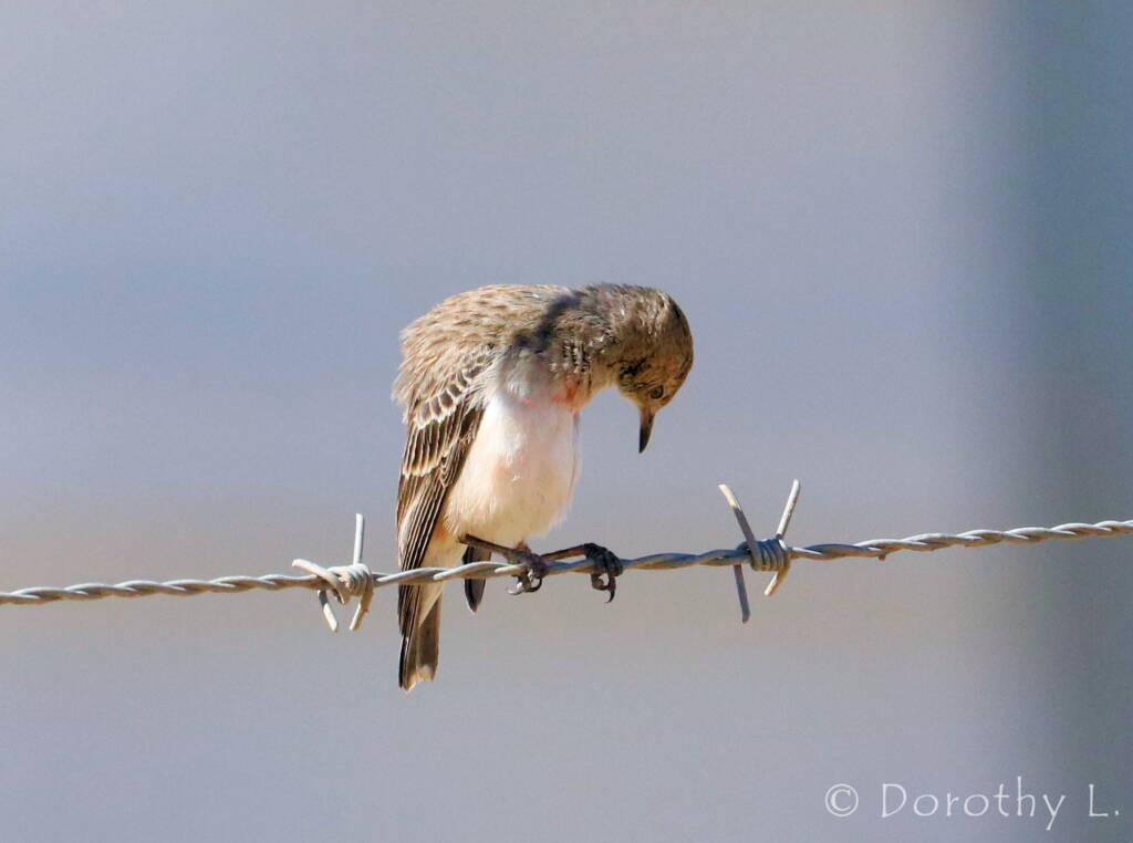 Crimson Chat (Epthianura tricolor)