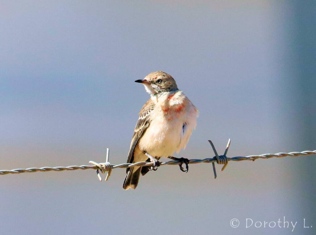 Crimson Chat (Epthianura tricolor)