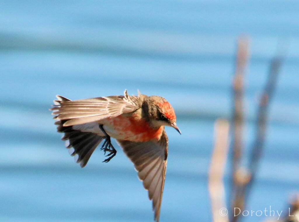 Crimson Chat (Epthianura tricolor)