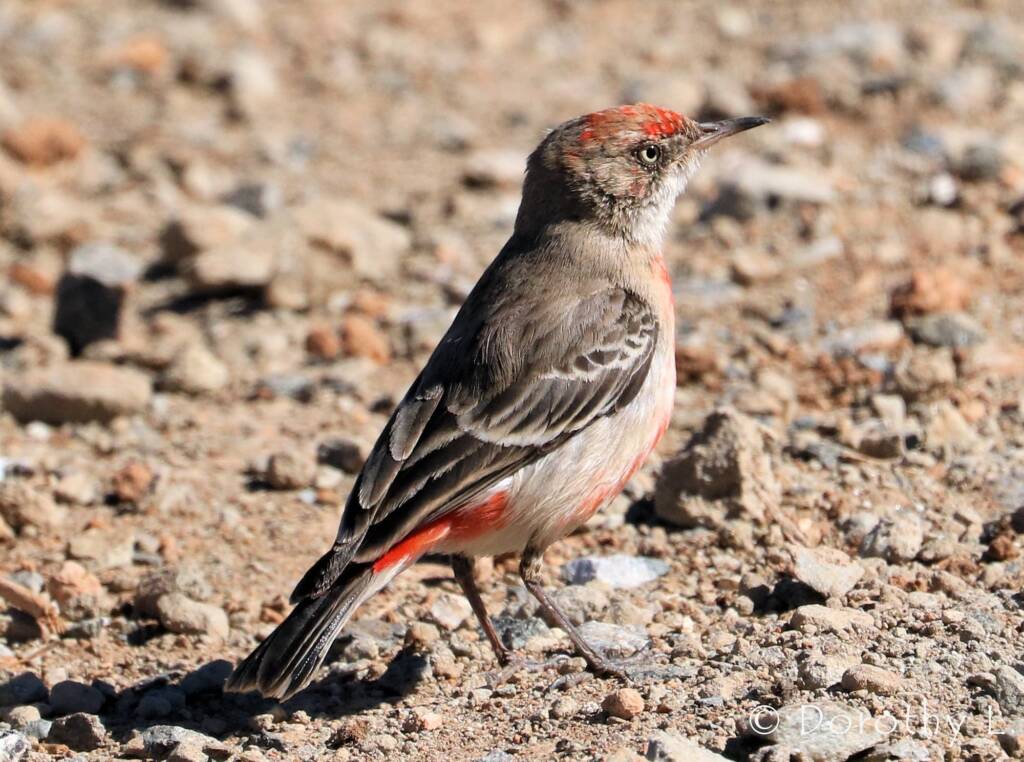 Crimson Chat (Epthianura tricolor)