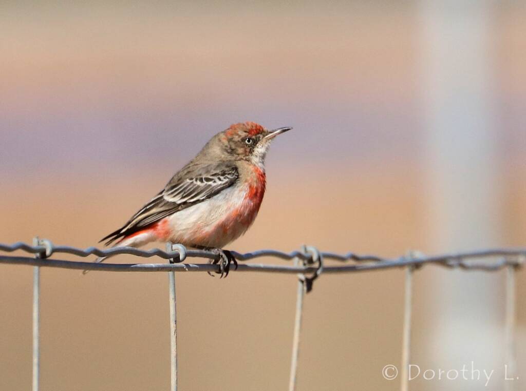 Crimson Chat (Epthianura tricolor)