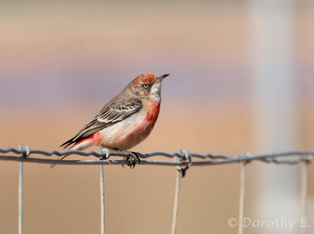 Crimson Chat (Epthianura tricolor)
