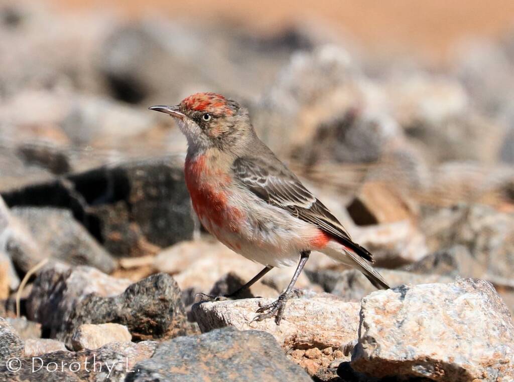 Crimson Chat (Epthianura tricolor)