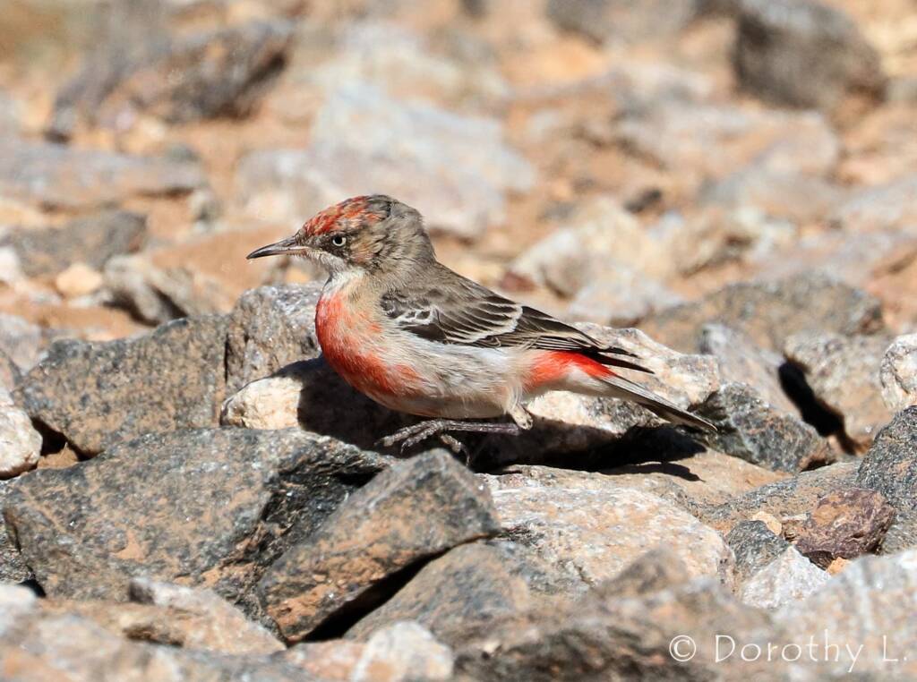 Crimson Chat (Epthianura tricolor)