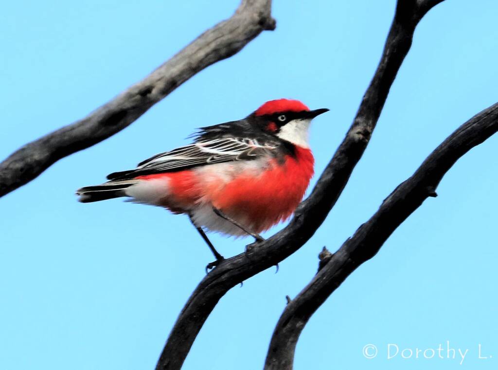 Crimson Chat (Epthianura tricolor)