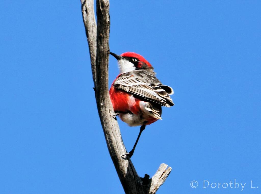 Crimson Chat (Epthianura tricolor)