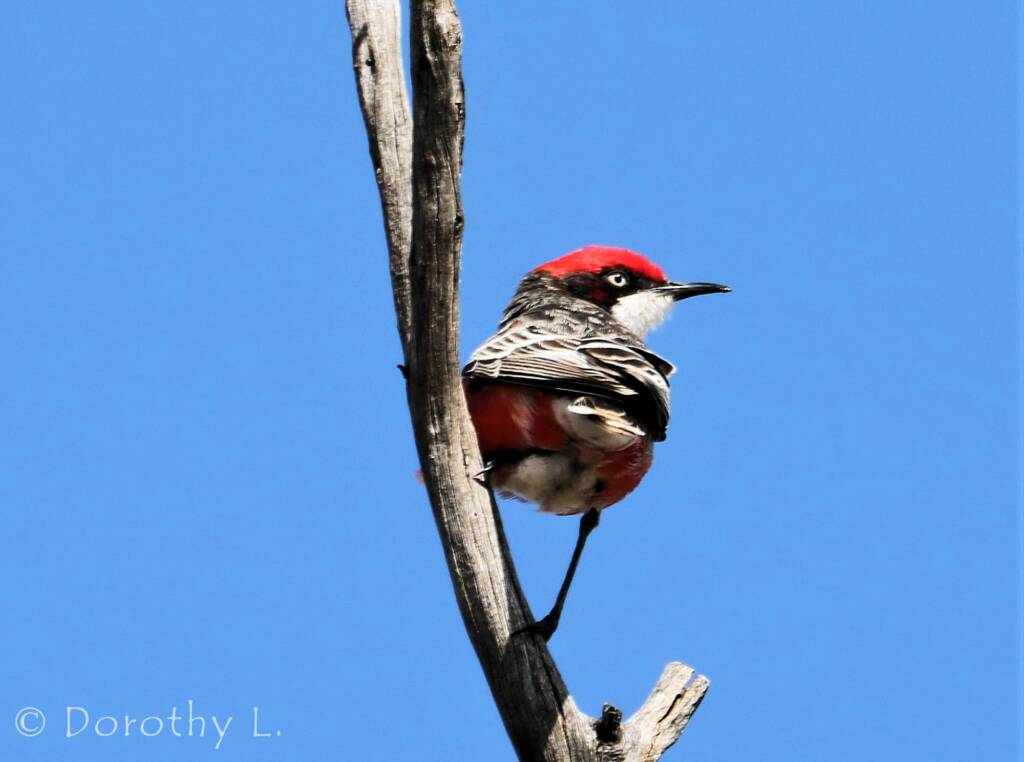 Crimson Chat (Epthianura tricolor)