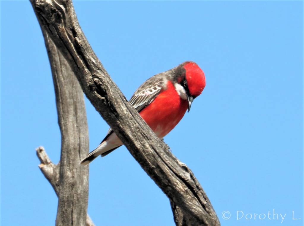 Crimson Chat (Epthianura tricolor)