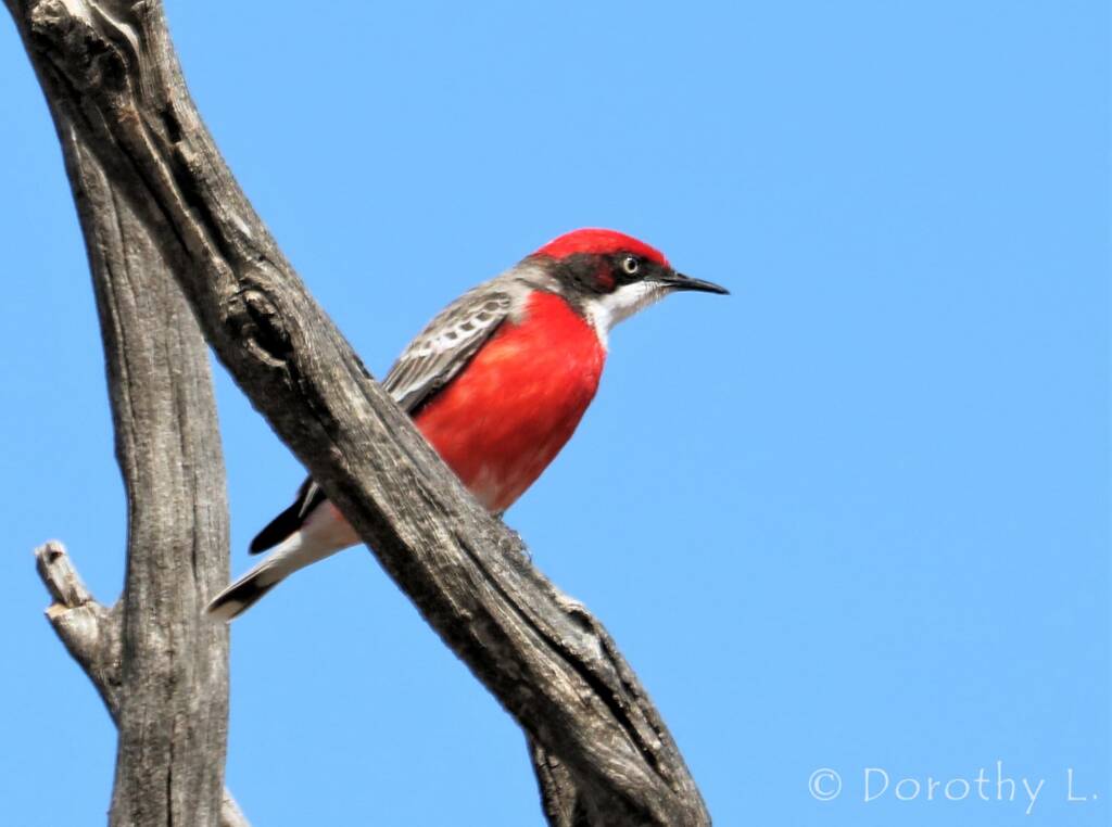 Crimson Chat (Epthianura tricolor)