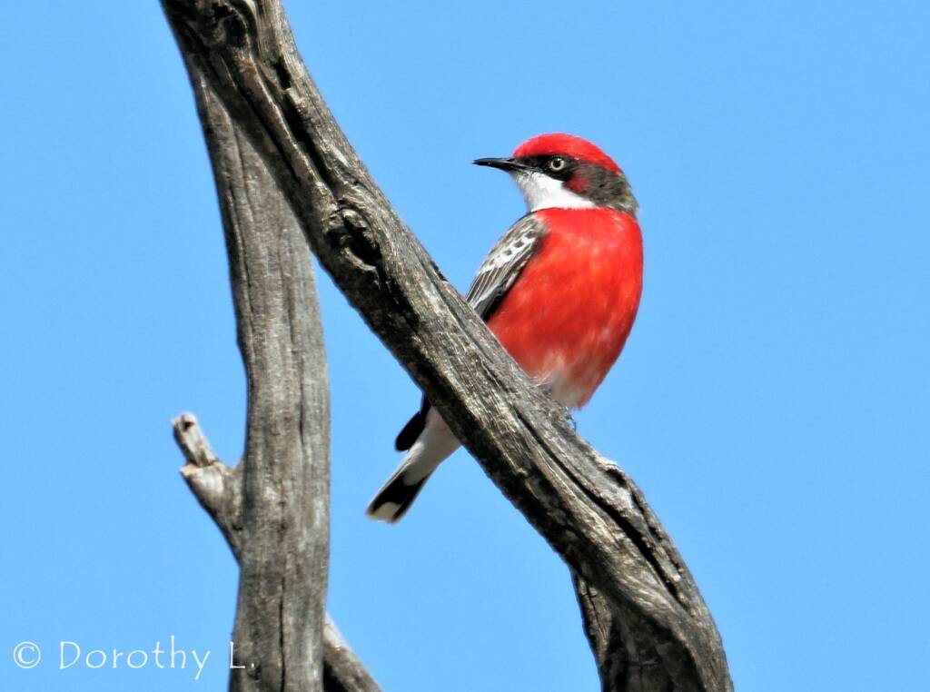 Crimson Chat (Epthianura tricolor)