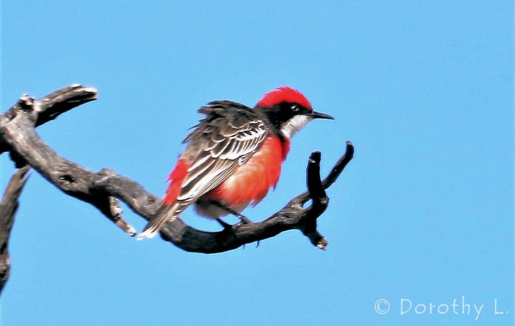 Crimson Chat (Epthianura tricolor)