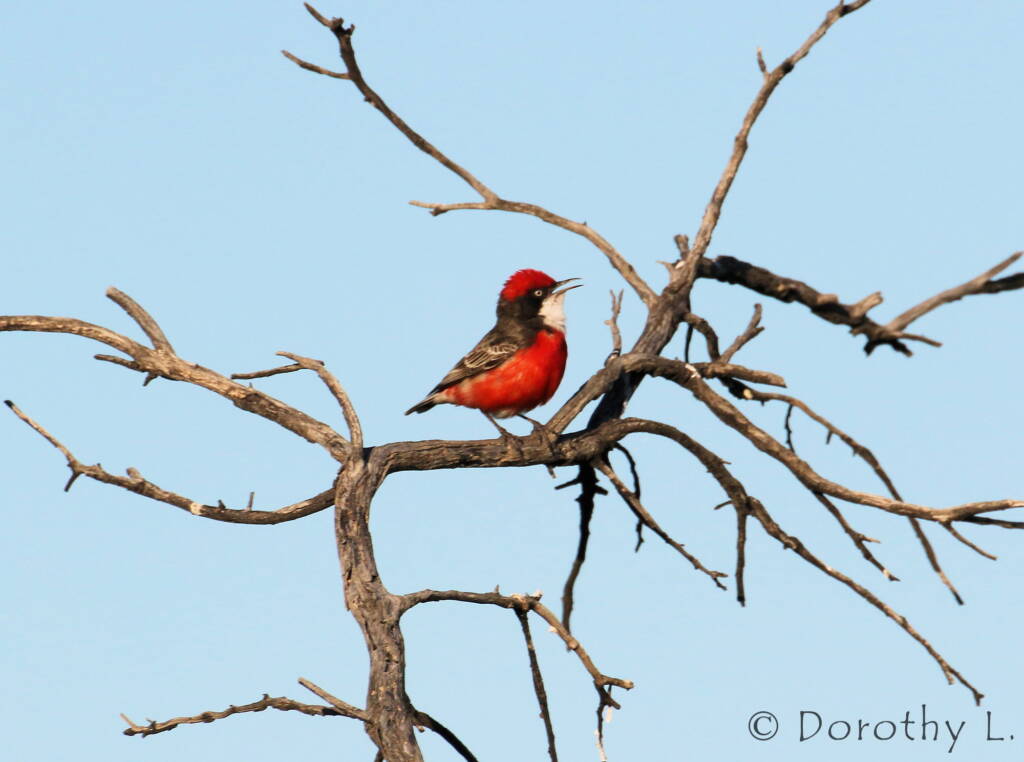 Crimson Chat (Epthianura tricolor)