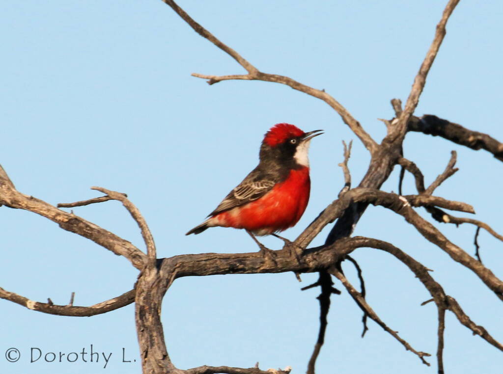 Crimson Chat (Epthianura tricolor)