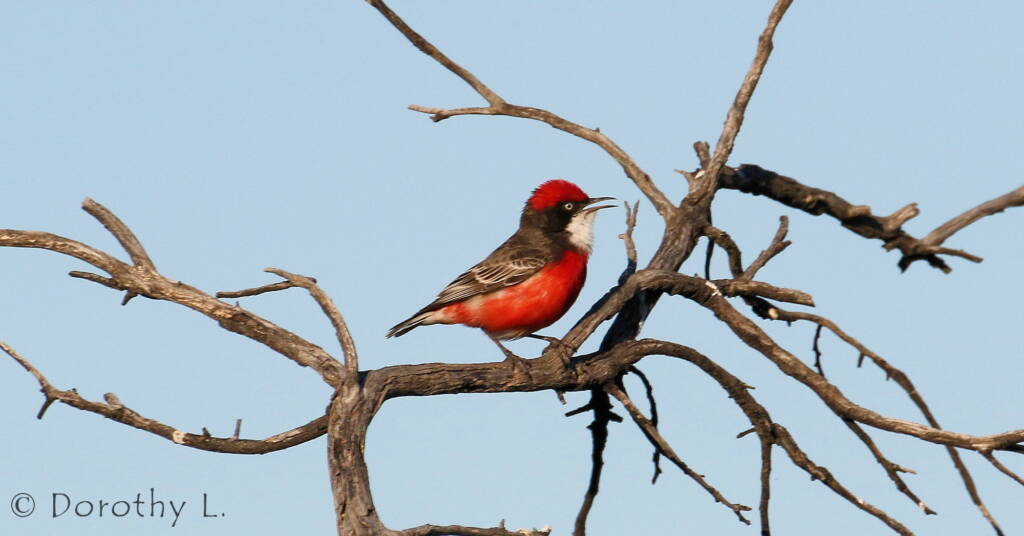 Crimson Chat (Epthianura tricolor)