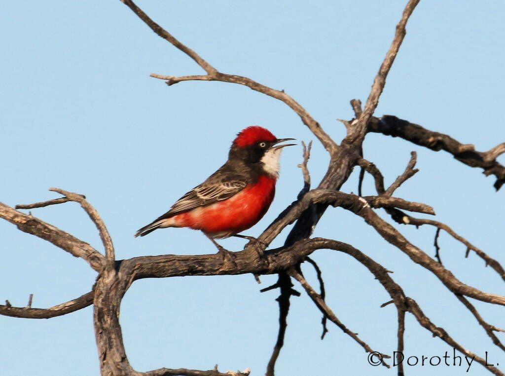 Crimson Chat (Epthianura tricolor)
