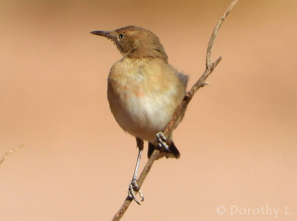 Crimson Chat (Epthianura tricolor)