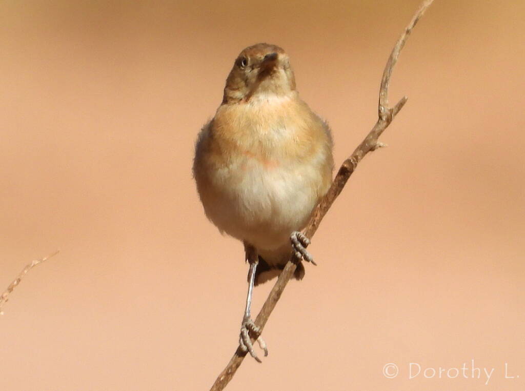 Crimson Chat (Epthianura tricolor)