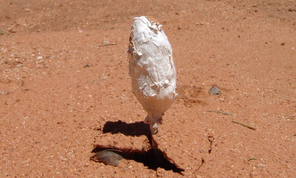 False Shaggy Mane (Podaxis pistillaris)
