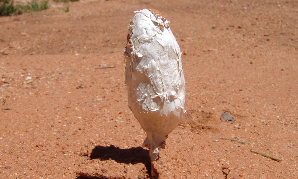 False Shaggy Mane (Podaxis pistillaris)