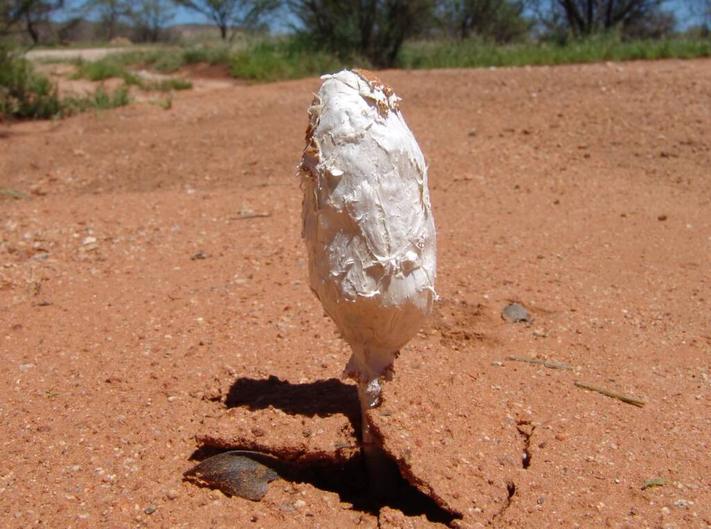 False Shaggy Mane (Podaxis pistillaris)