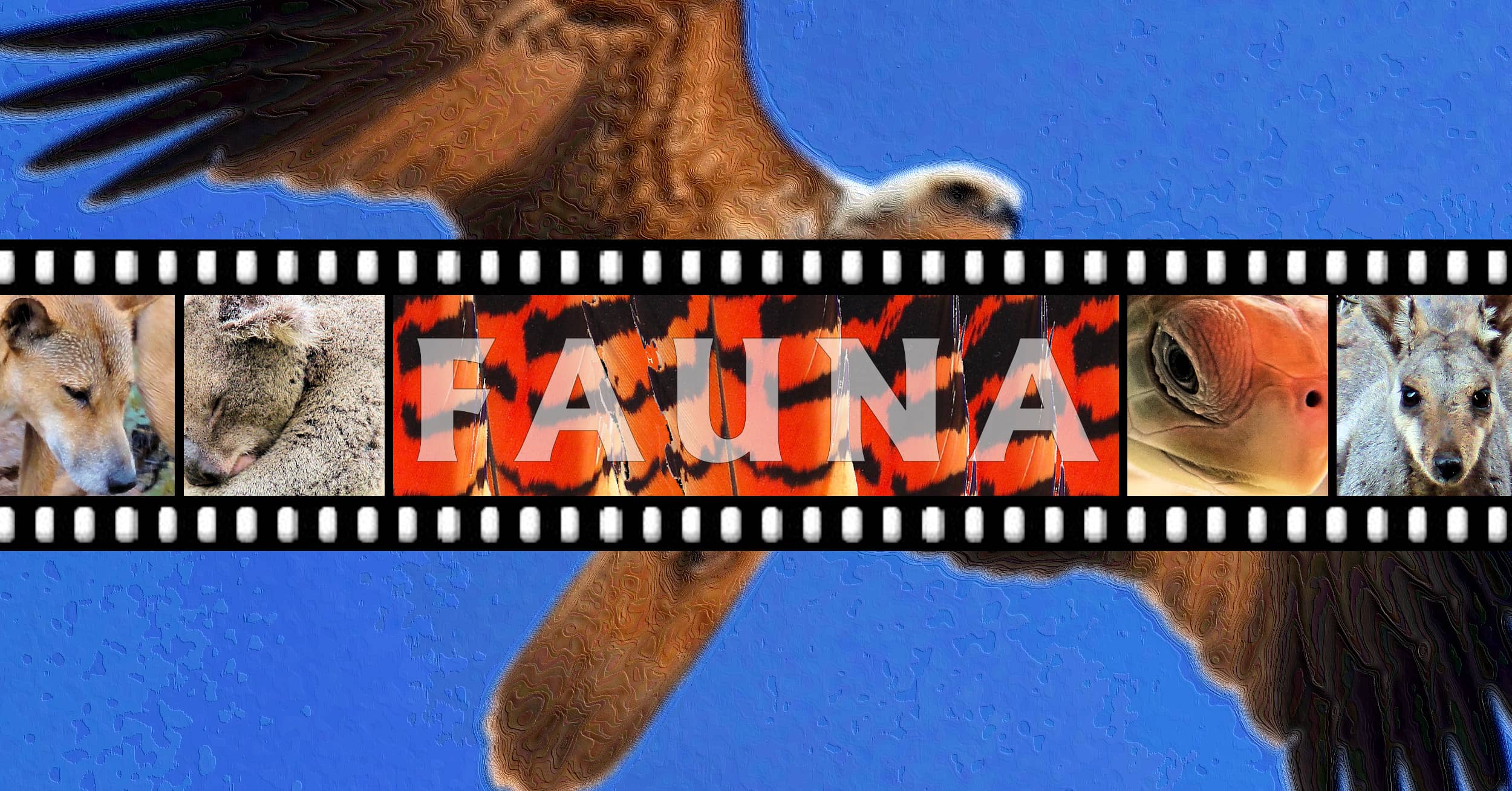 Ausemade Fauna Glossary
